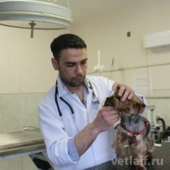 Дандал Али